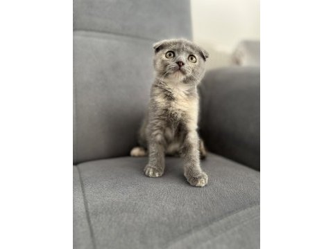 Lilac kan hattı scottish fold yavrular