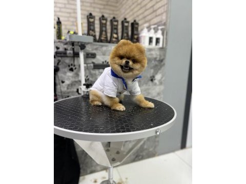 1 yaş üst kalite teddy bear erkek pomeranian boo