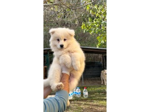 Kıf/fcı şecereli mükemmel kalite samoyed yavrular