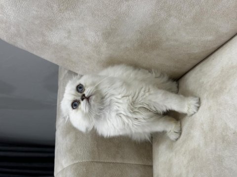 A kalite safkan scottish fold longhair aşılı karneli