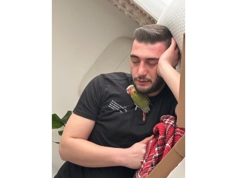 Konur papağanı 2 aylık yeni yeme düşmüş