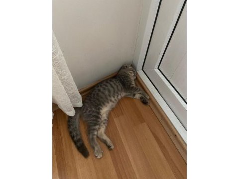 Yavru scottish fold tabby