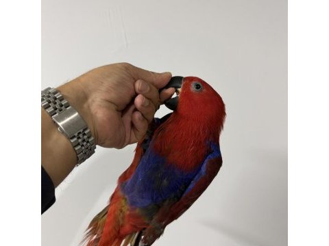 Eclectus papağanı yavru