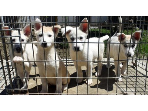 Beyaz husky yavrularımız