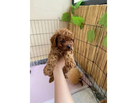 2 dişi toy poodle