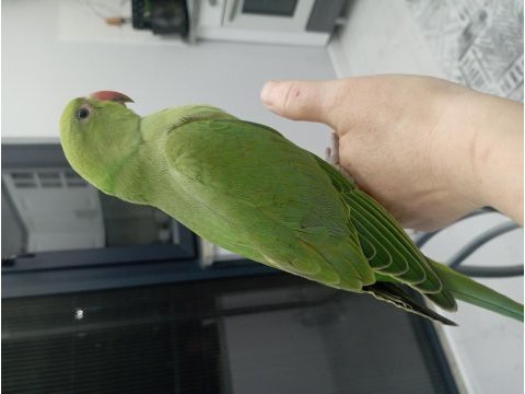 El besleme bebek pakistan papağanı