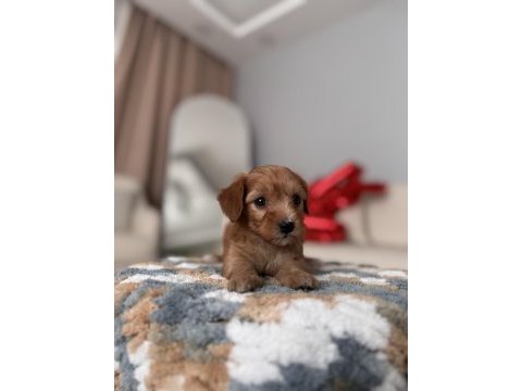 Minik maltipoo