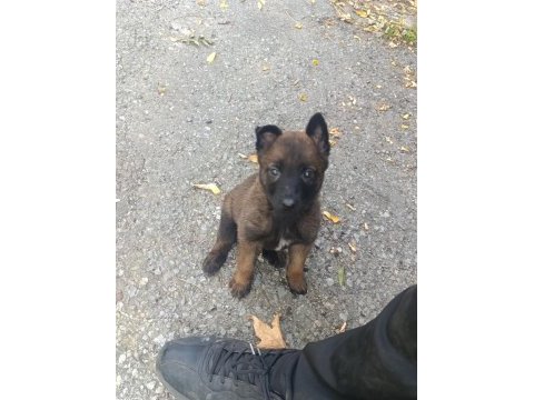 A kalite malinois