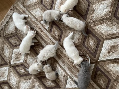 2 aylık british longhair yavru