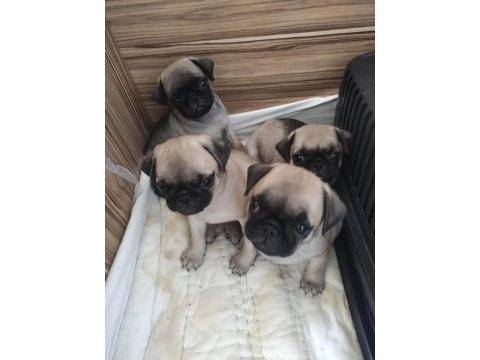 Bakımlı pug yavrular