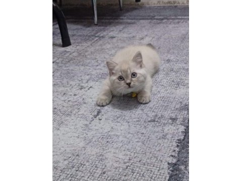 A kalite blue point ve scottish fold bebekler