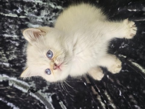 Safkan anne ve babadan british shorthair