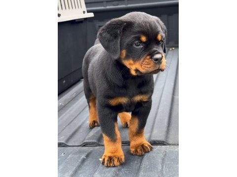 A++ kalite anne baba şecereli rottweiler yavrular