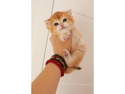 Turuncumu turuncu british shorthair
