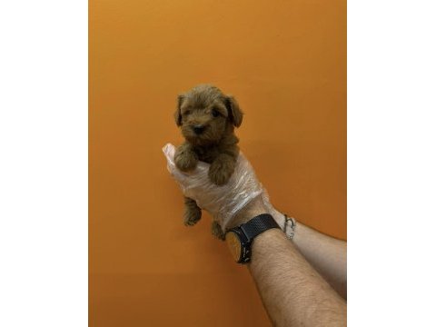 Teacup maltipoo yavrularımız