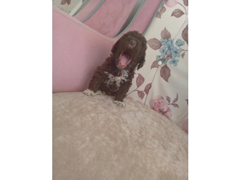 Çikolata poodle bebişler