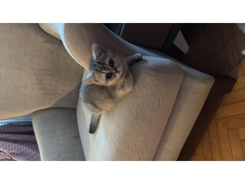 British shorthair kedilerimizi sahiplendiriyoruz