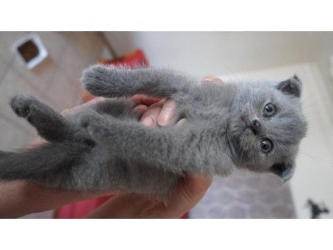Safkan british scottish fold yavrularımız