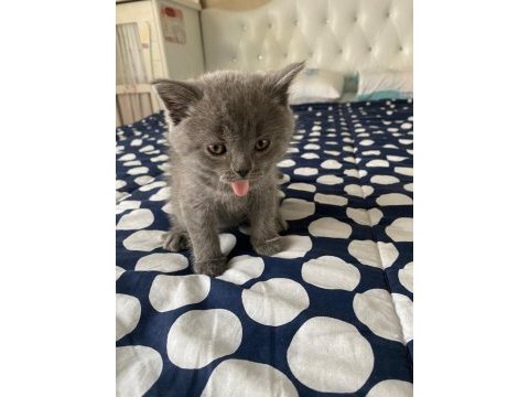 Eğitimli 2.5 aylık yavrular scottish fold