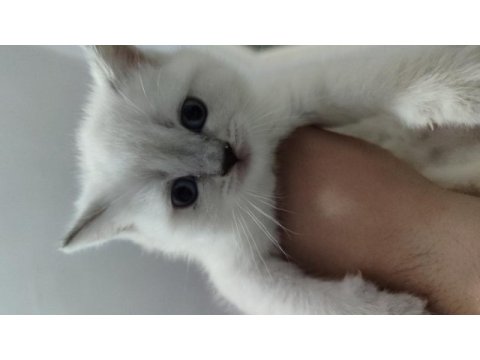 Ev ortamından a kalite blue point british shorthair yavrular