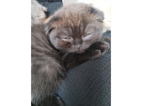 Scottish fold ve ragdoll kırması yavru