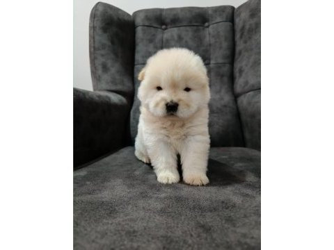 Çin aslanı yavru köpeğimiz