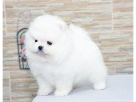 Ayı suratlı orijinal boo yavrular garantili taksitle