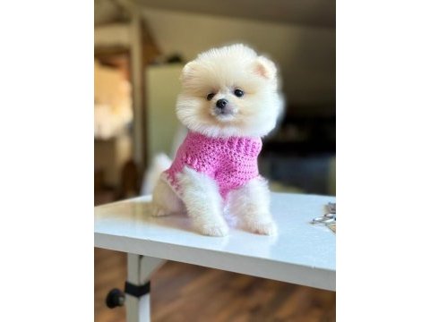 Pomeranian boo köpeği