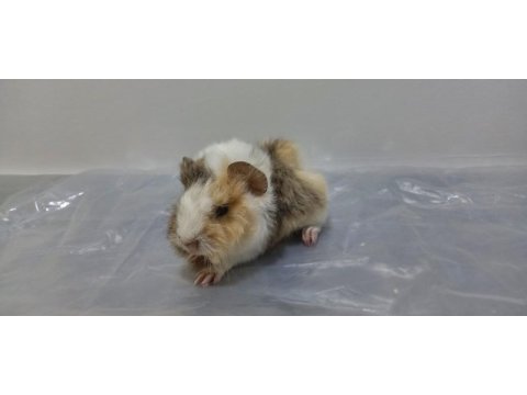 Guinea pig yavrular aynı gün set halinde teslim edilir