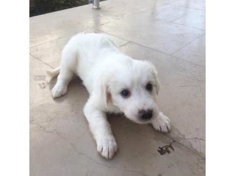 Bebek köpekler tamamen ücretsiz sapilendirilecektir