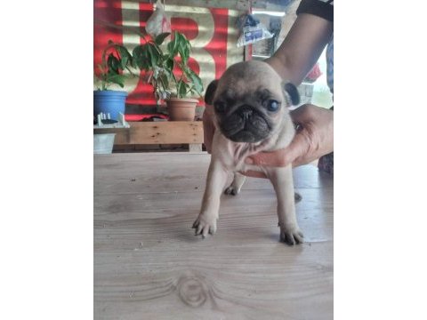 Muhteşem pug mops bebekler a kalite