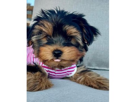Hipoalerjenik tüylere sahip yavru köpekler