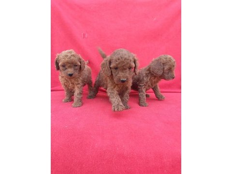 Kaliteli poodle yavrularımız