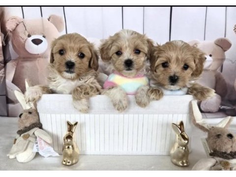 A kalite maltipoo yavrularımız