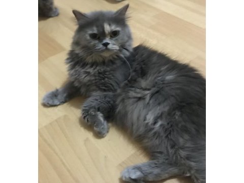 Ücretsiz sahiplendirme british longhair
