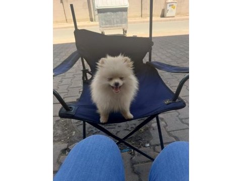 Pomeranian boo dişi köpeğimiz