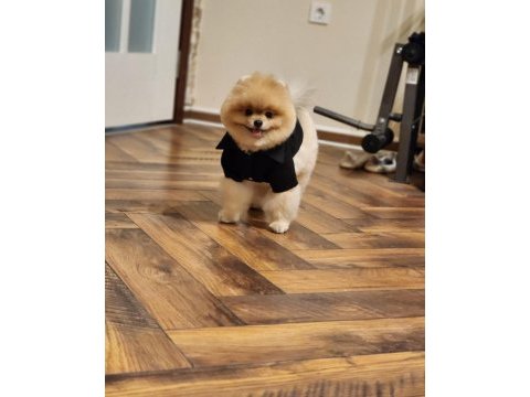 Efsane eğitimli tam ayı surat erkek pomeranian