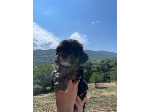 Orjinal maltipoo yavrular