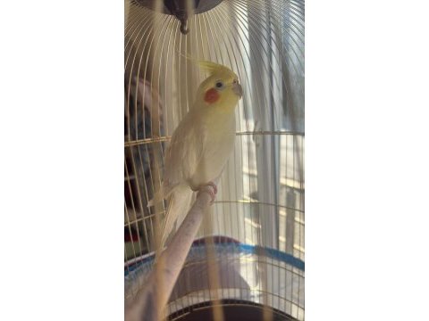 Erkek sultan papağanı 9 aylık