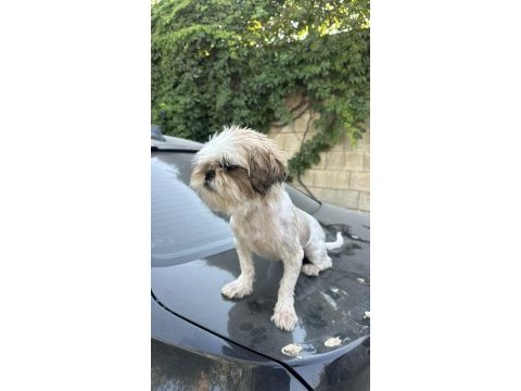 Safkan dişi shih tzu