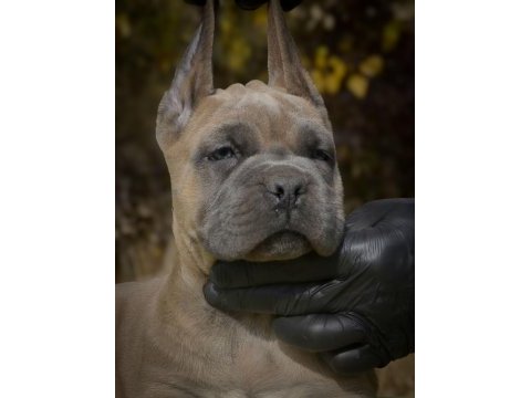 Dev cane corso yavruları