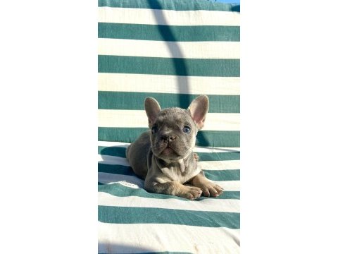 Bluetan french bulldog