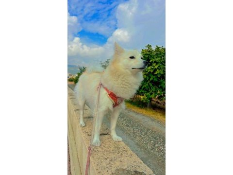 Fox face pomeranian