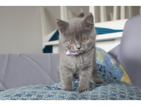 British shorthair dişi ve erkek blue