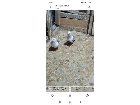 Bu güvercin bu fiyata zor bulunur