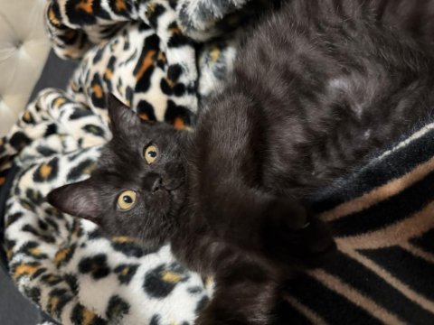 British colorpoint shorthair