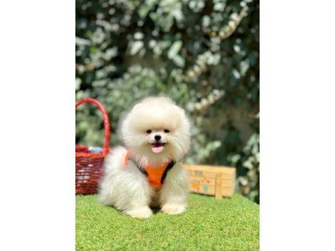 Pomeranian boo yavrum