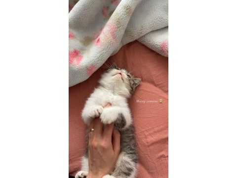 Yetişkin sahiplendirilecek safkan exotic shorthair