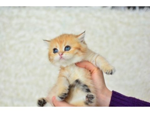 Şampiyonluk güzelliğinde ny11 golden british shorthair