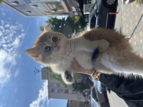 By12 golden british shorthair dişi ped